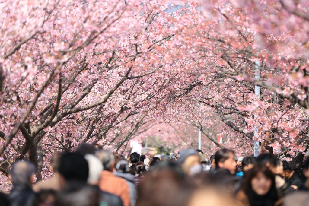 The Best Time To Celebrate Cherry Blossom Season in Japan - Travel